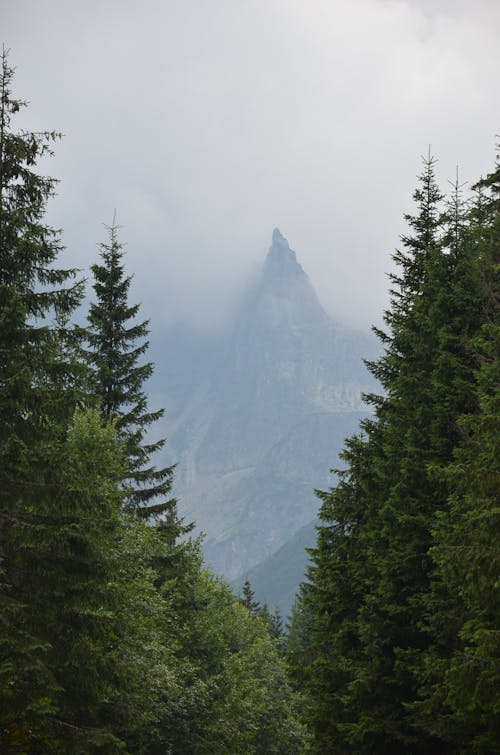 Green Pine Trees Near Mountain