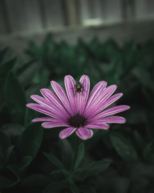 免费 紫色的小花在转移镜头 素材图片