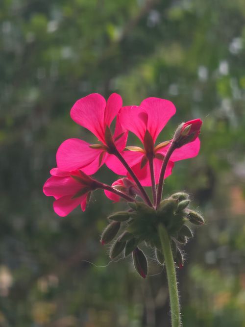 Free Close-up of a bright pink geranium flower blooming against a blurred green background. Stock Photo