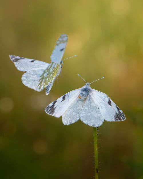 Free Delicate Bath White butterflies gracefully hovering over a green meadow, captured in natural daylight. Stock Photo
