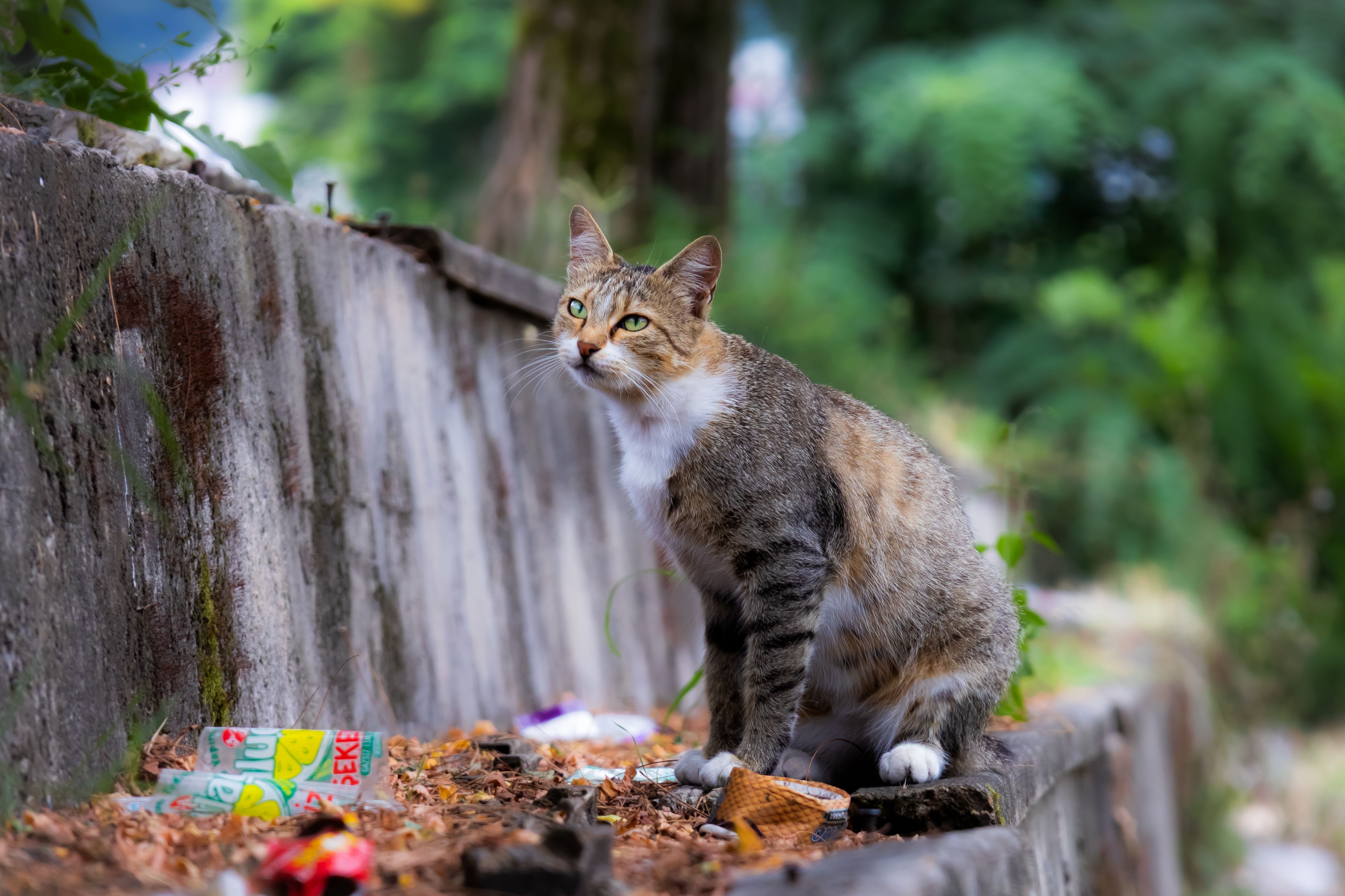 The Feline Litter Box Obsession