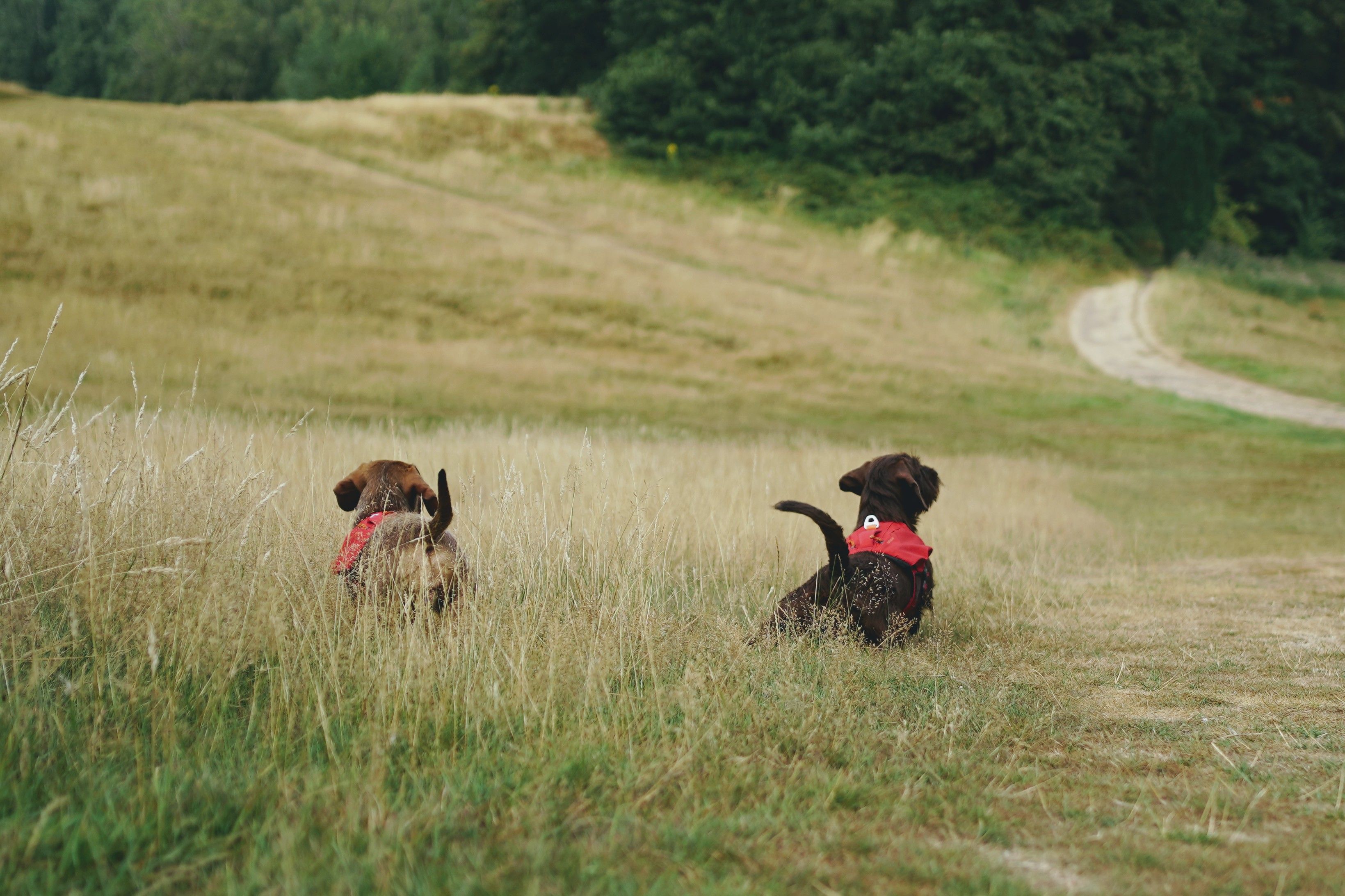 Healthcare and wellness consultation for a dog