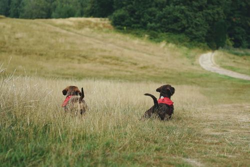 Free Two dogs wearing red bandanas relax in a grassy meadow, enjoying the serene outdoor setting. Stock Photo