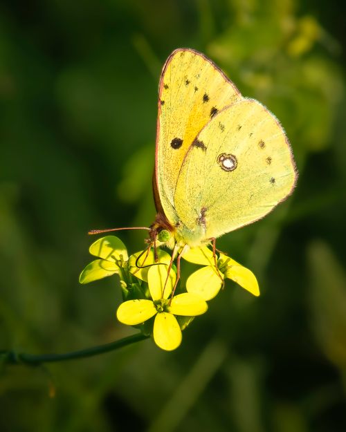 Butterfly on Yellow Wildflower in Natural Habitat · Free Stock Photo
