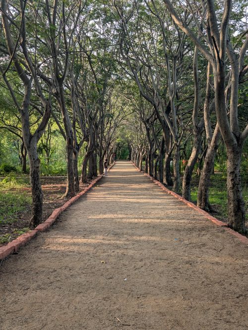 Free Discover tranquility along a tree-lined pathway bathed in soft sunlight in a serene forest. Stock Photo