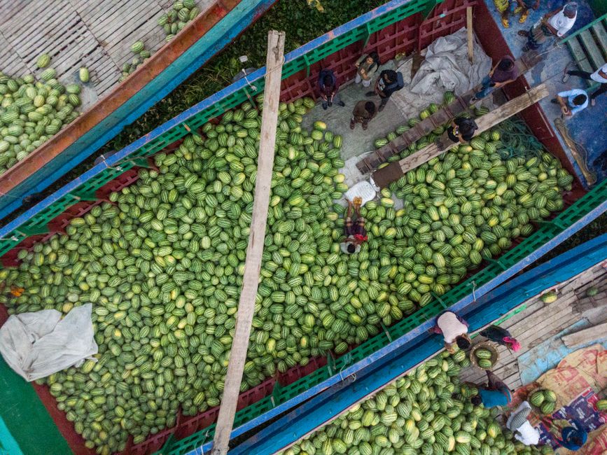 Produce Importer Compliance: Phytosanitary Requirements Guide