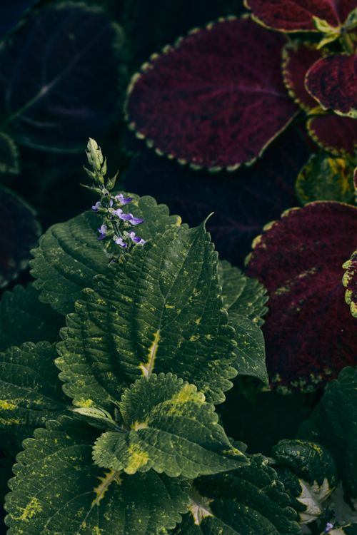 Free Close-up of colorful green and purple coleus leaves with small flowers. Stock Photo