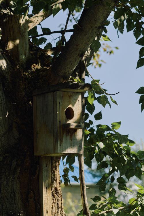 Free A wooden birdhouse attached to a tree among lush green leaves in daylight. Stock Photo