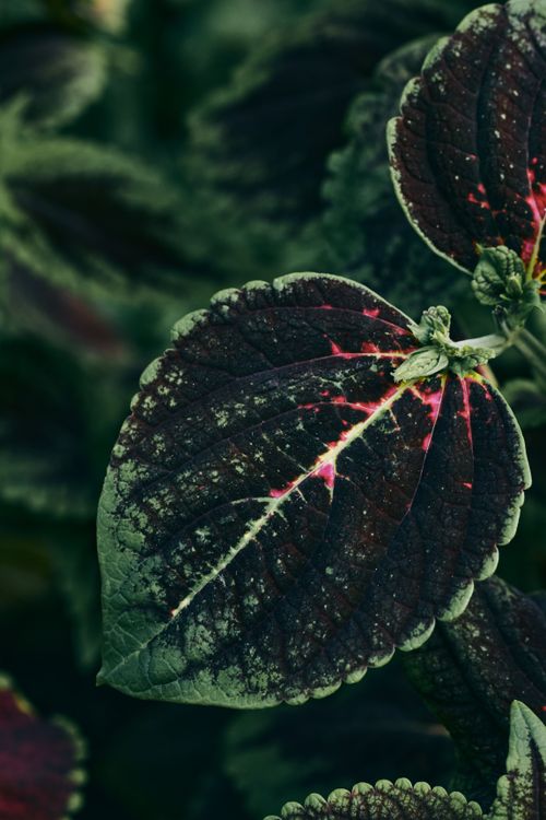 Free A detailed shot of a coleus plant leaf with deep maroon and green colors, showcasing natural beauty. Stock Photo