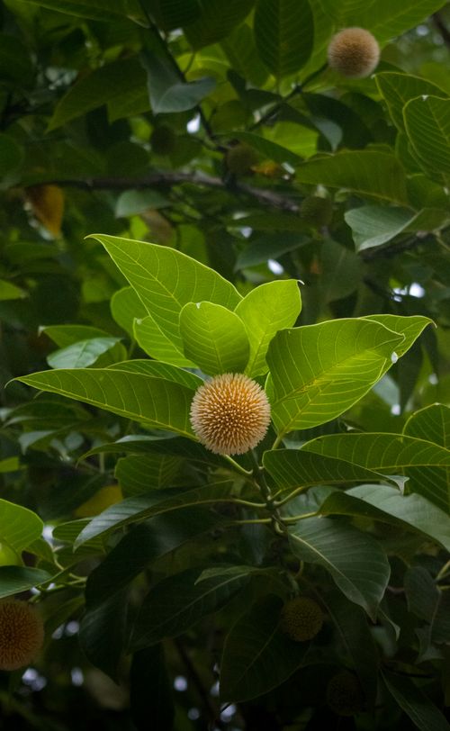 Free Vivid photo of a Kadamba tree showcasing its distinctive orange spherical flowers amidst lush green leaves. Stock Photo