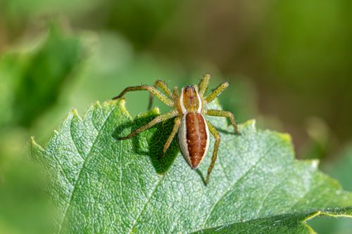 Free A detailed macro shot of a raft spider on a green leaf in natural habitat. Stock Photo