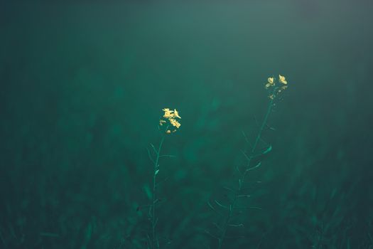 Moody photography of a minimalist yellow flower in a green field against a blurred background.
