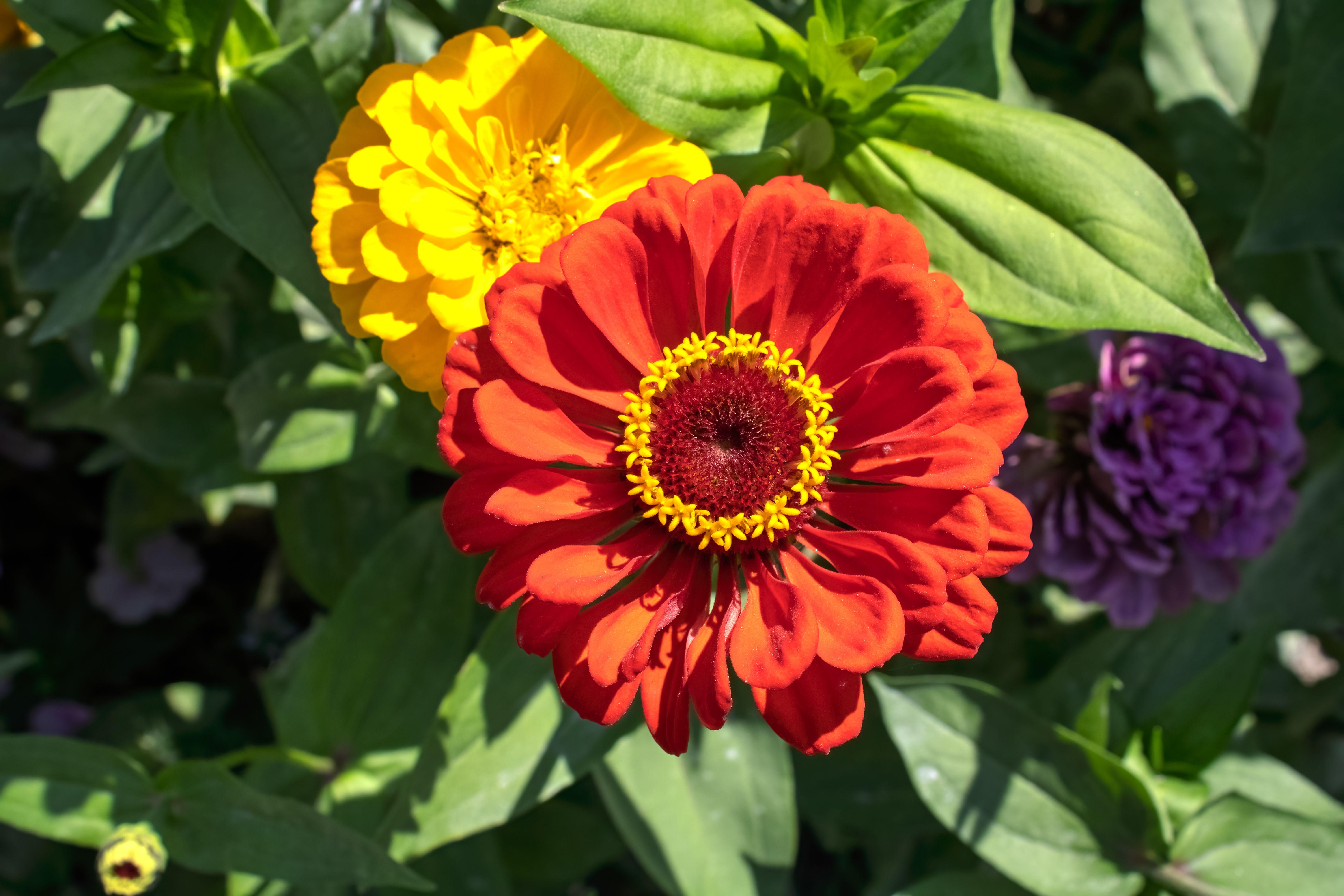 Close-up of vibrant red, yellow, and purple zinnias in sunlight.