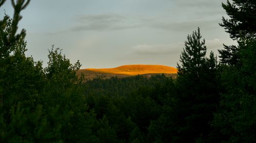 Free A hill illuminated by golden hour sunlight surrounded by lush green forest trees. Stock Photo