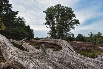 Fallen tree lying among green vegetation after a structural failure