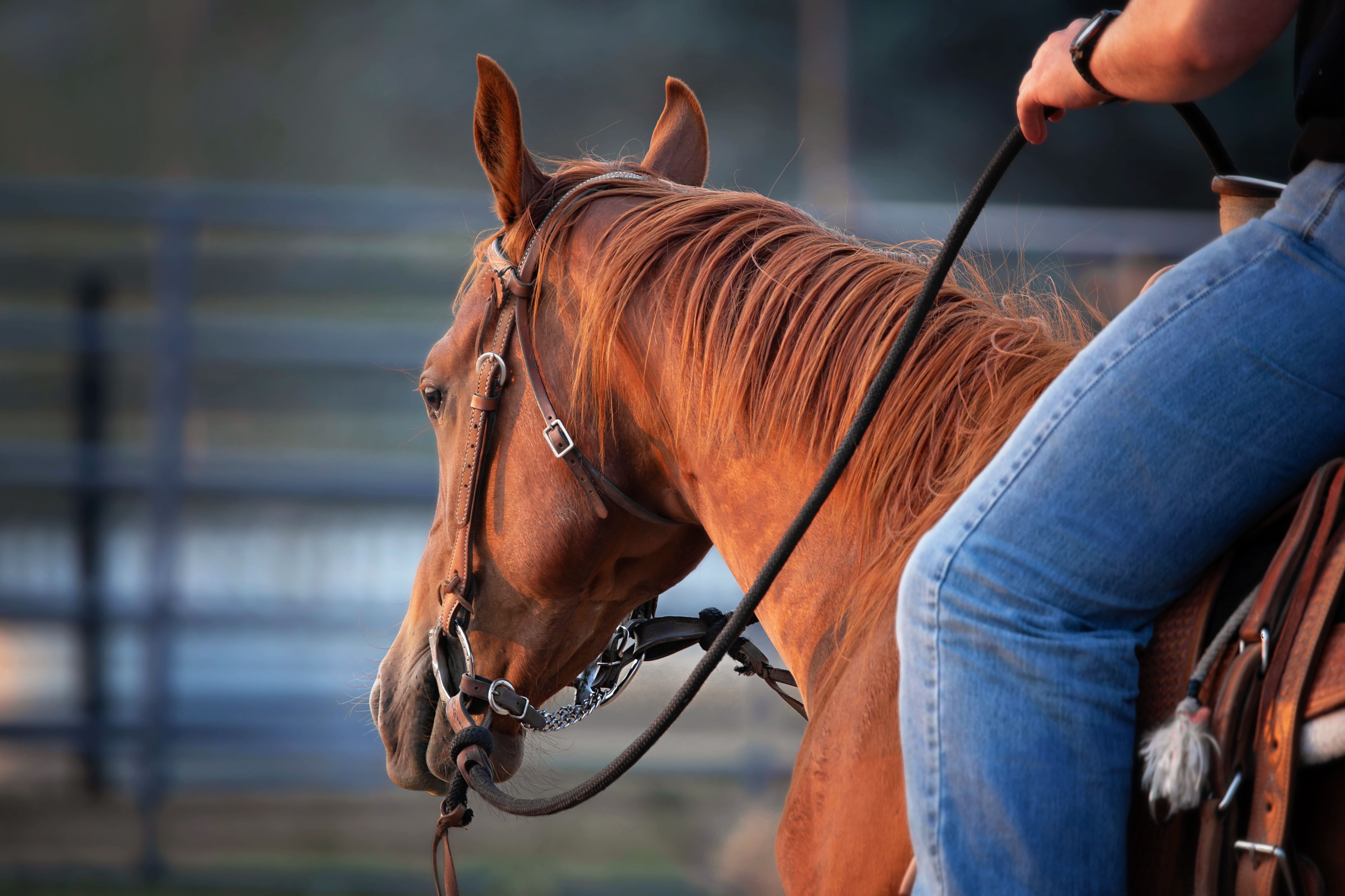 Close-up of a cowboy riding a horse in a Montana arena, depicting western lifestyle.