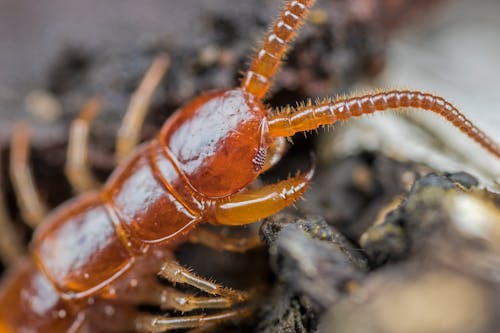 Brown centipede crawling in wild environment