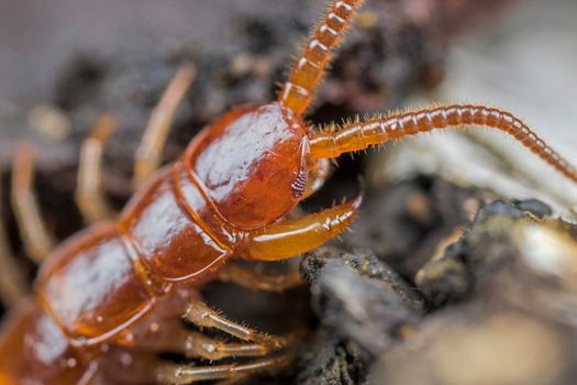 Brown centipede crawling in wild environment