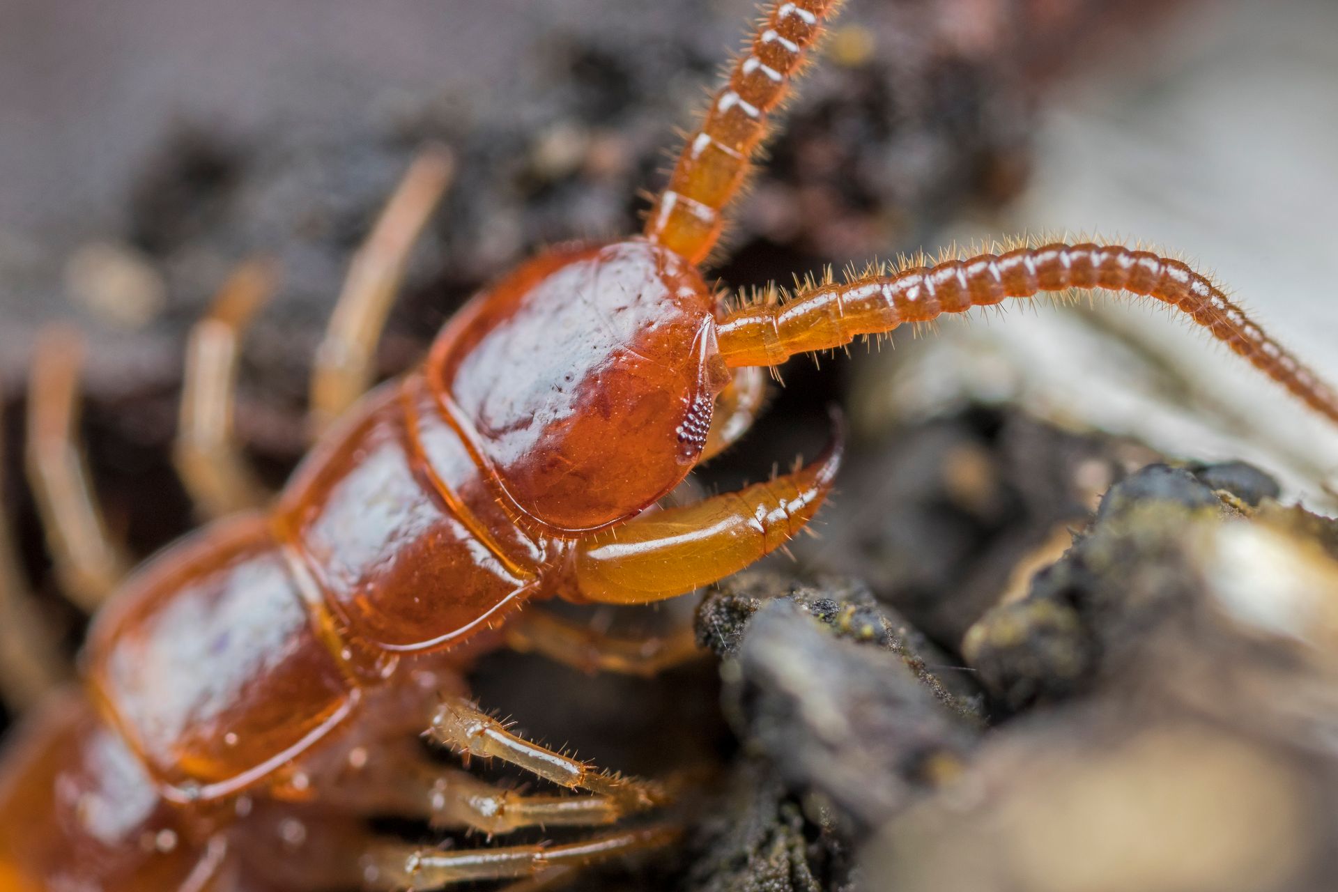Detailed close-up image of a brown centipede exploring a natural forest floor environment.