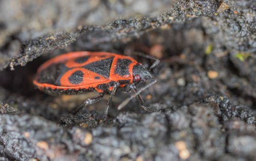 Δωρεάν στοκ φωτογραφιών με beetle, γκρο πλαν, έντομο