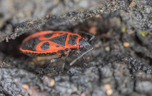 Scarabée Orange Et Noir