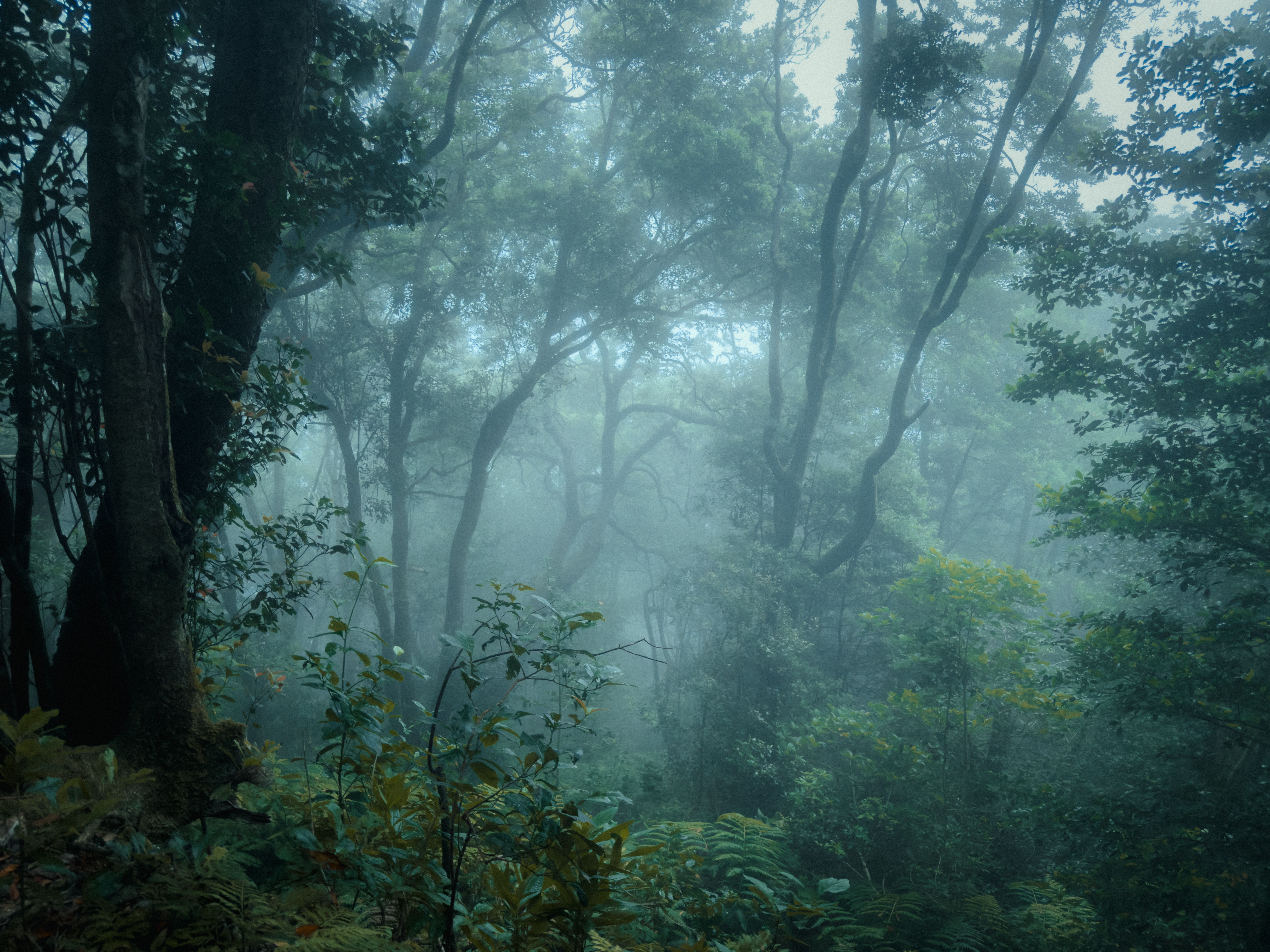 The Enchanted Forest
