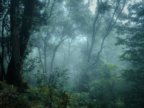Free Foggy morning in Tenerife's lush Anaga forest with dense foliage and towering trees. Stock Photo
