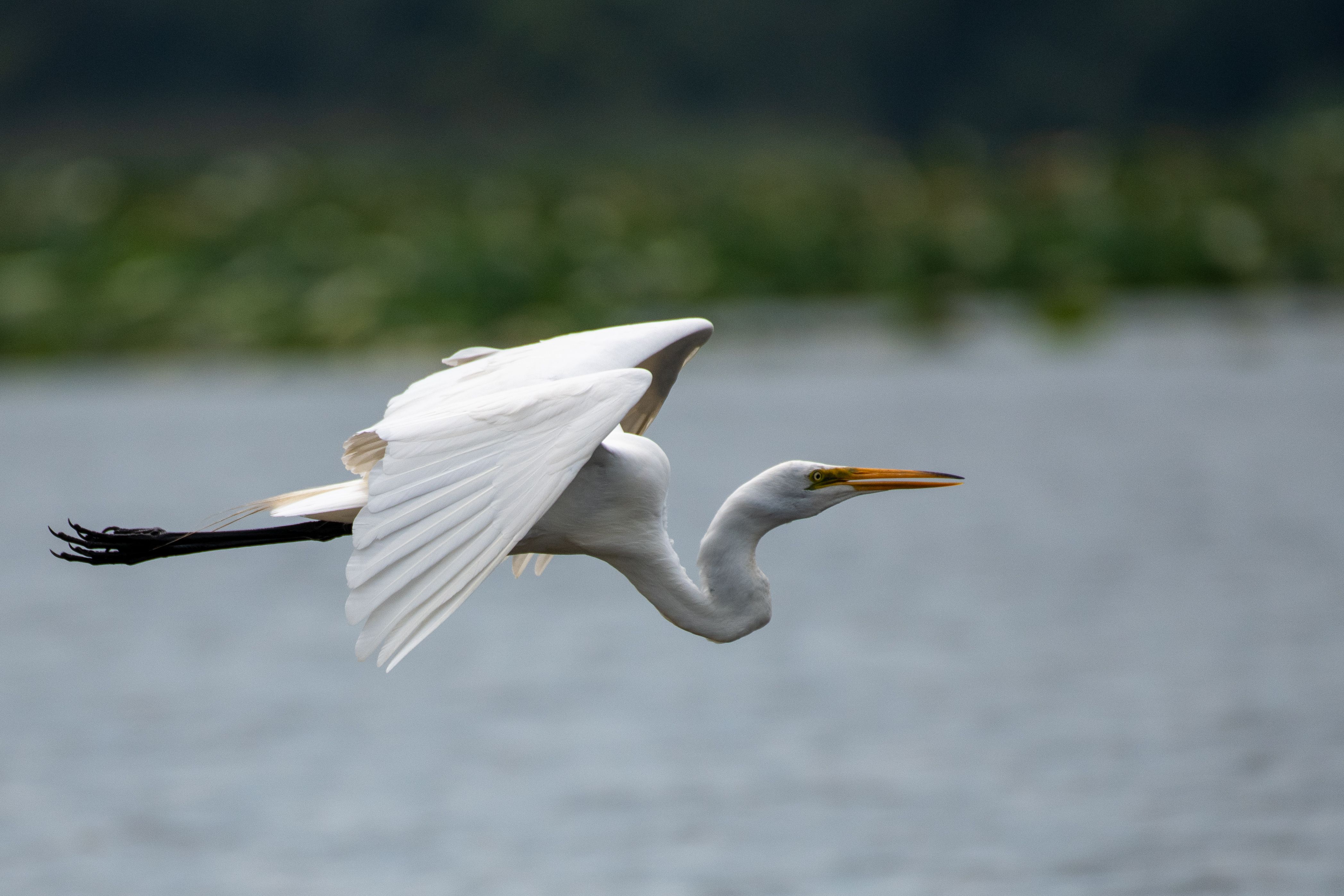 Protected wildlife habitat with diverse species