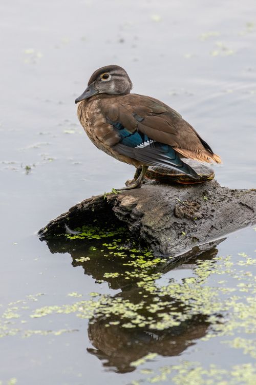Free A serene image of a female wood duck perched on a log, reflected in the calm water. Stock Photo