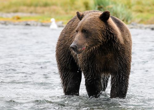Free A coastal brown bear stands in a river in Alaska's wilderness. Stock Photo