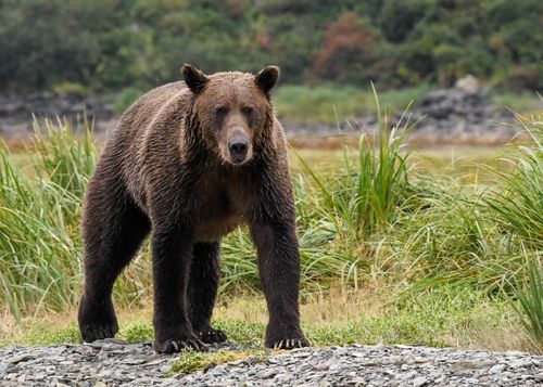 Free Majestic coastal brown bear standing in wild Alaskan meadow. Stock Photo