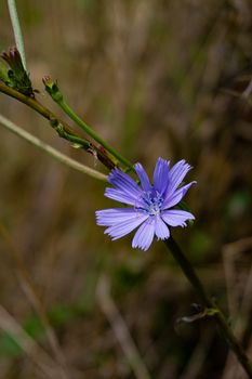 Close-up of a vibrant chicory flower blooming in Istanbul, capturing the delicate purple petals.