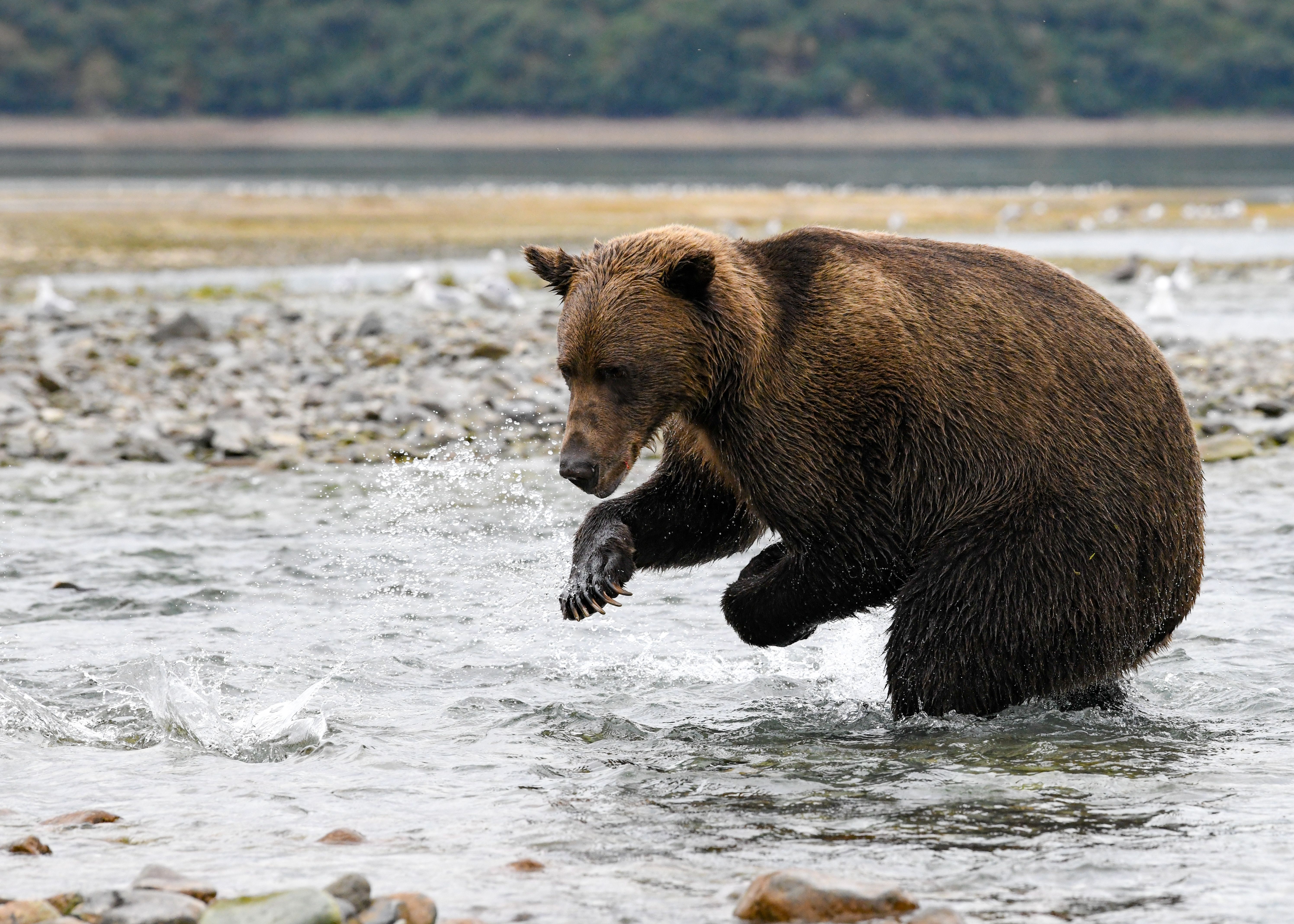 A coastal brown bear actively fishing in a river within the Alaskan wilderness.