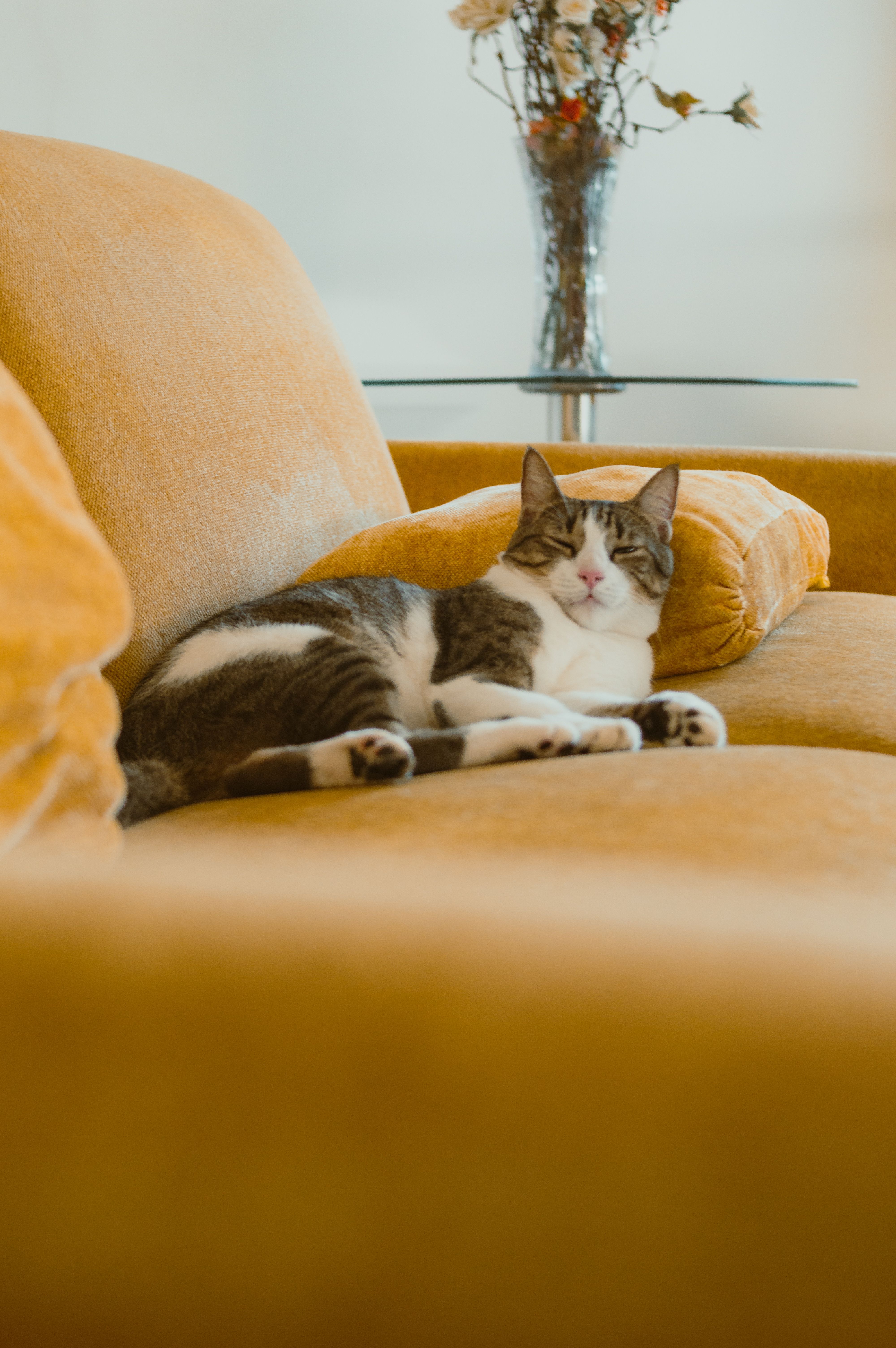 A serene cat resting on a mustard yellow sofa with a floral vase in the background.