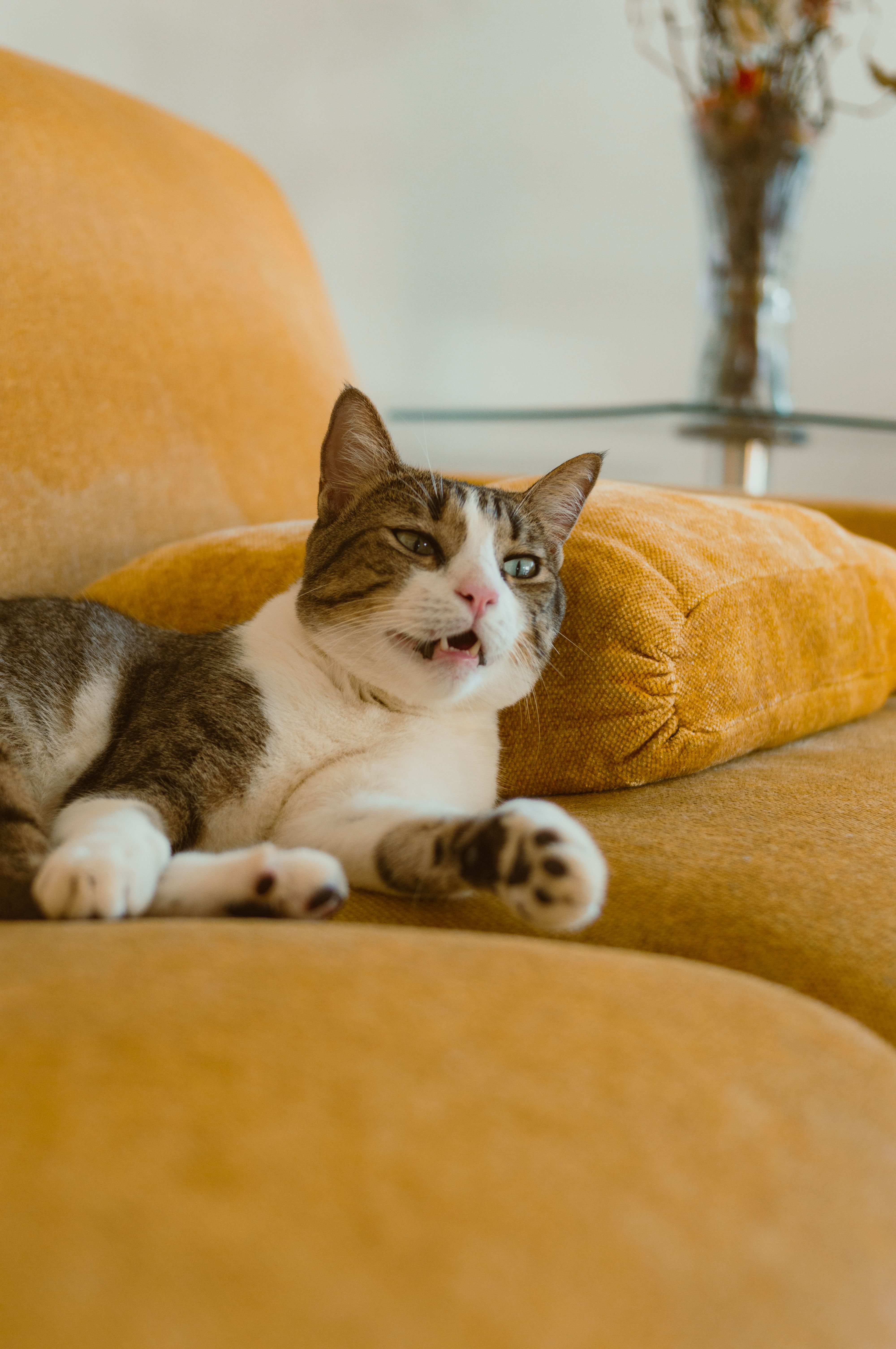 A content tabby cat lounges comfortably on a yellow sofa indoors, showcasing relaxation and domestic tranquility.