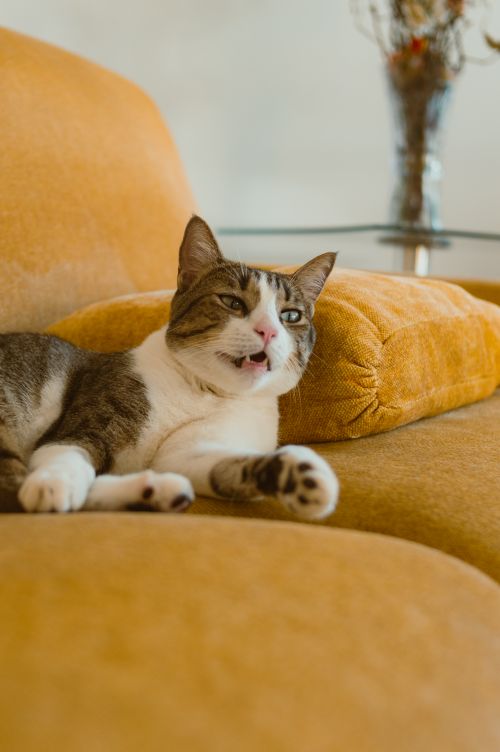 Free A content tabby cat lounges comfortably on a yellow sofa indoors, showcasing relaxation and domestic tranquility. Stock Photo