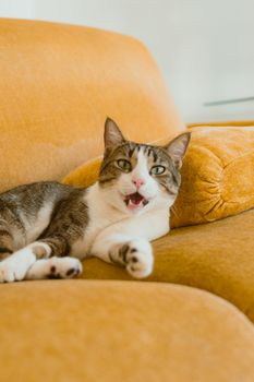 A cute tabby cat relaxing and playing on a mustard yellow sofa indoors.