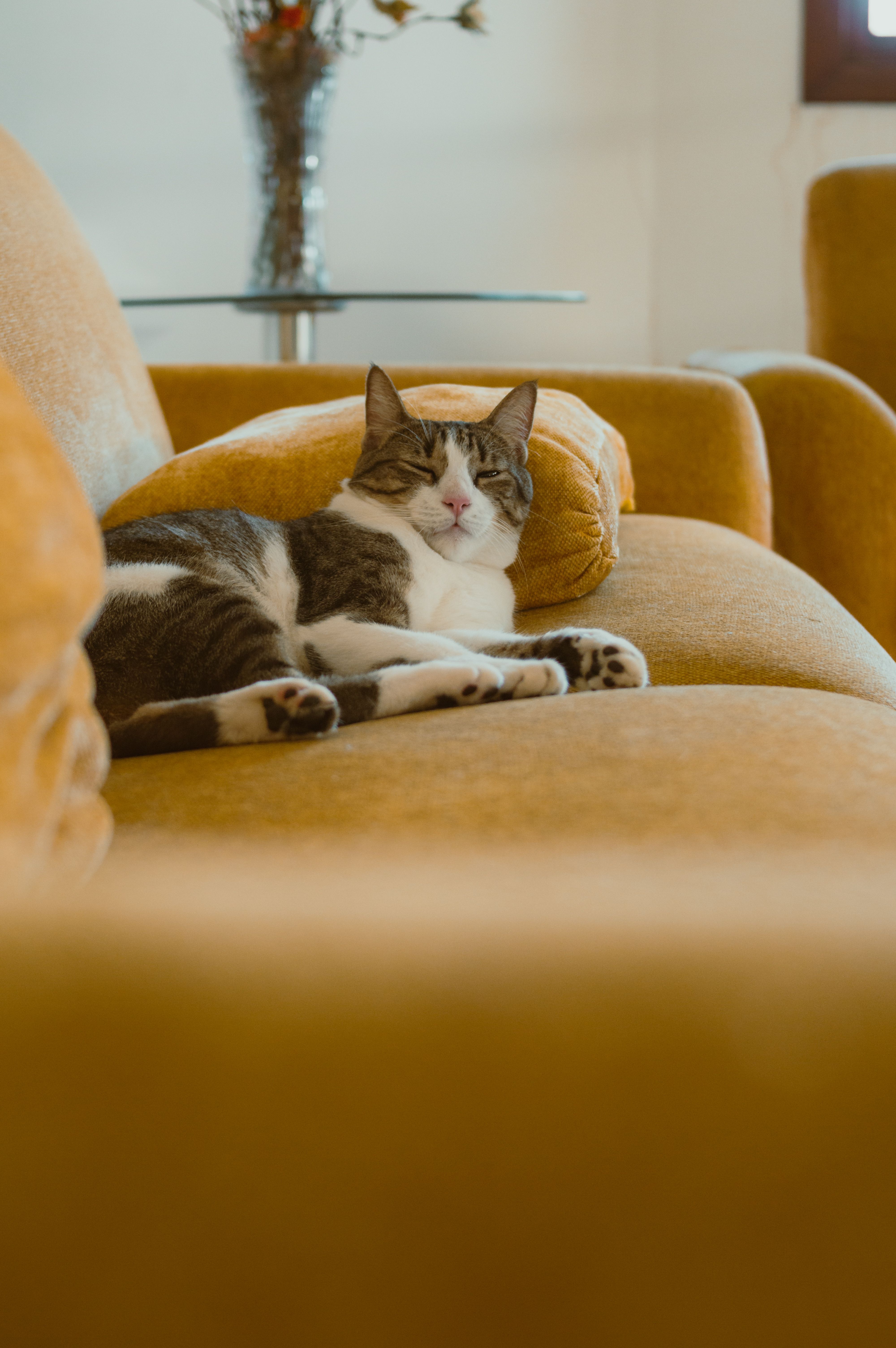 A tabby cat lounges comfortably on a yellow sofa in a cozy, sunlit living room.