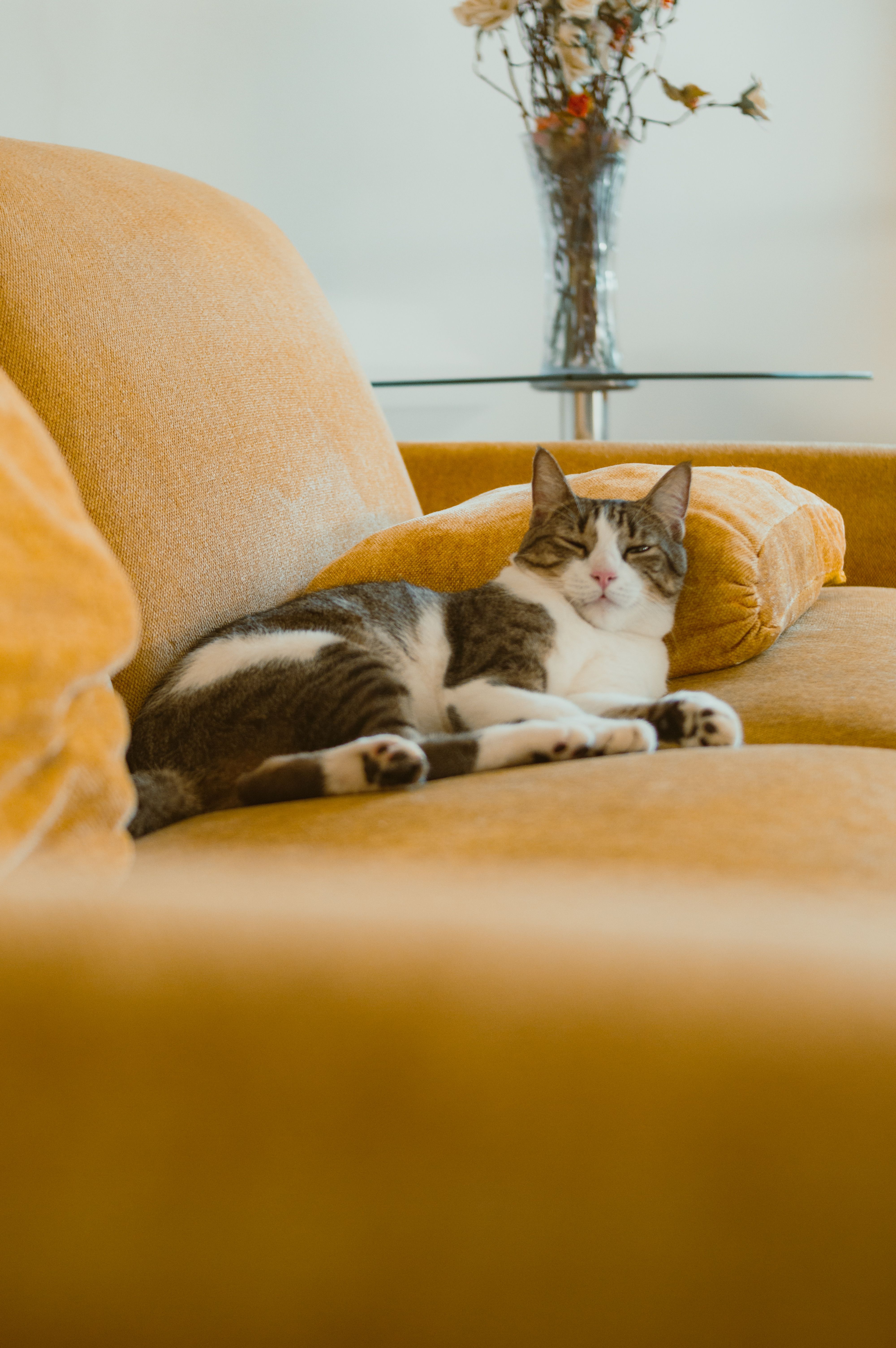 A contented cat lounging on a yellow sofa in a cozy indoor setting with a vase in the background.