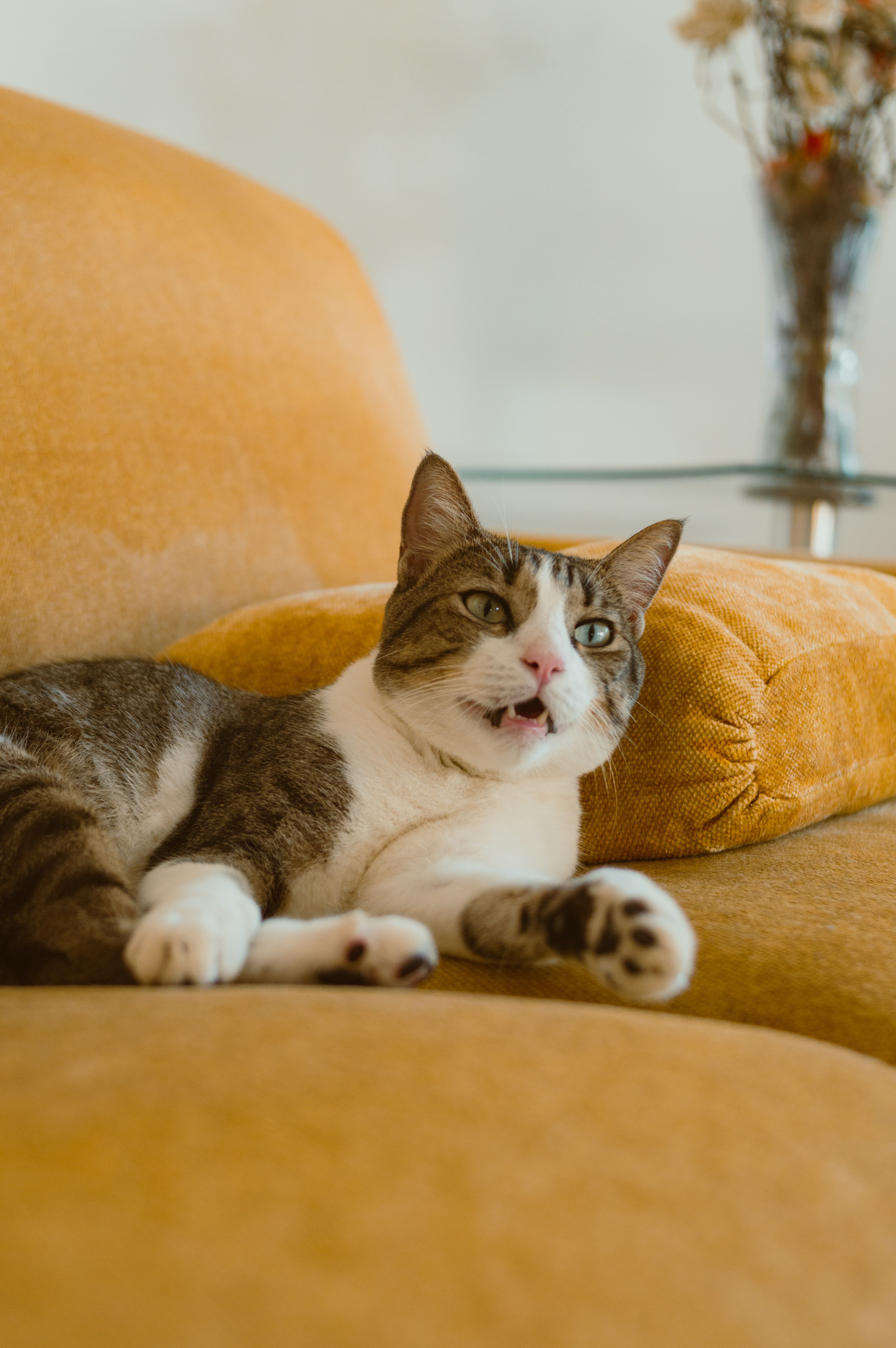 A playful cat lying on a comfortable yellow sofa indoors, showing a cute expression.
