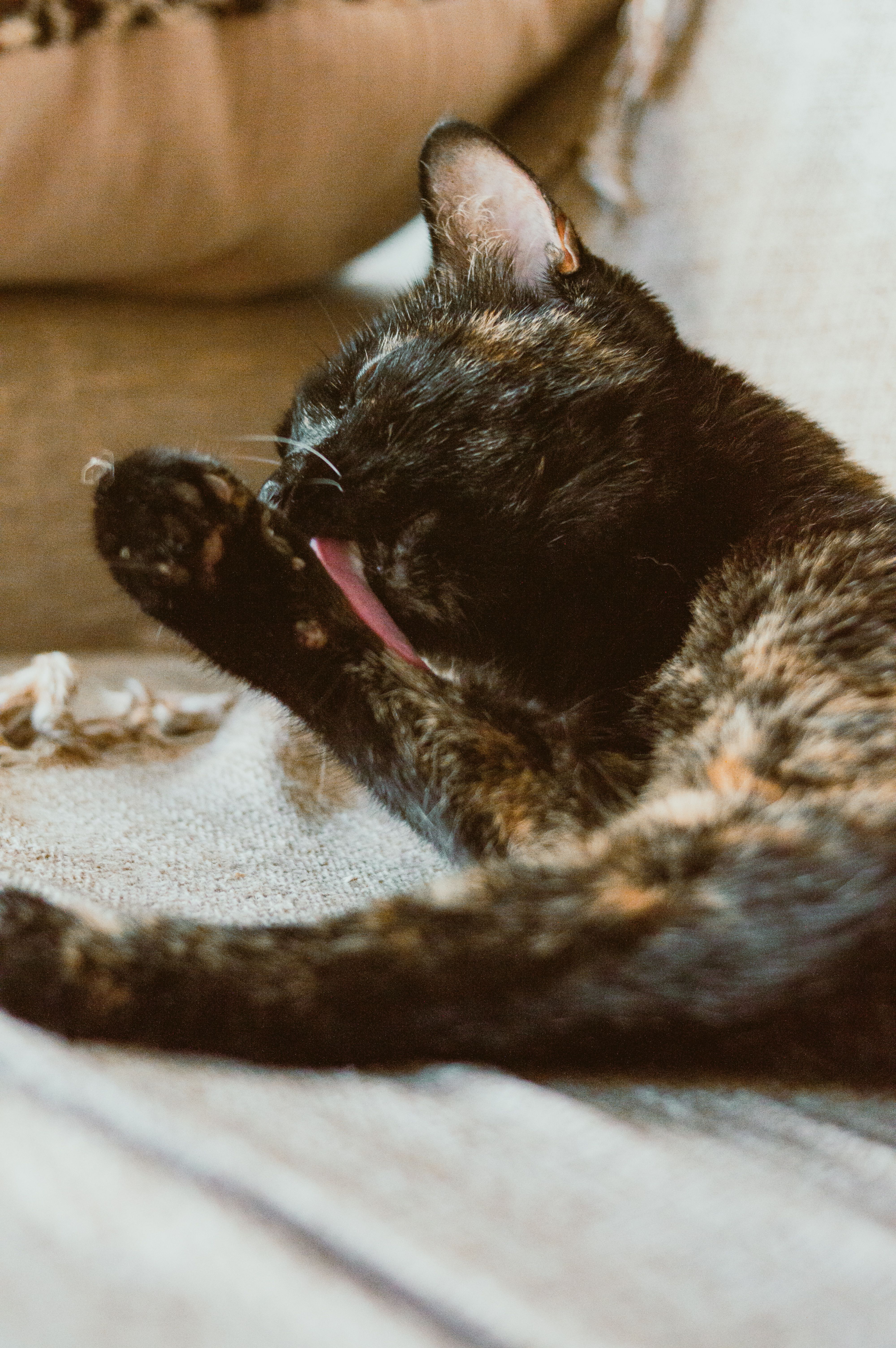 Kedi Piresi İnsana Geçer mi? Kediyi ve Evi Birlikte Temizleme Planı