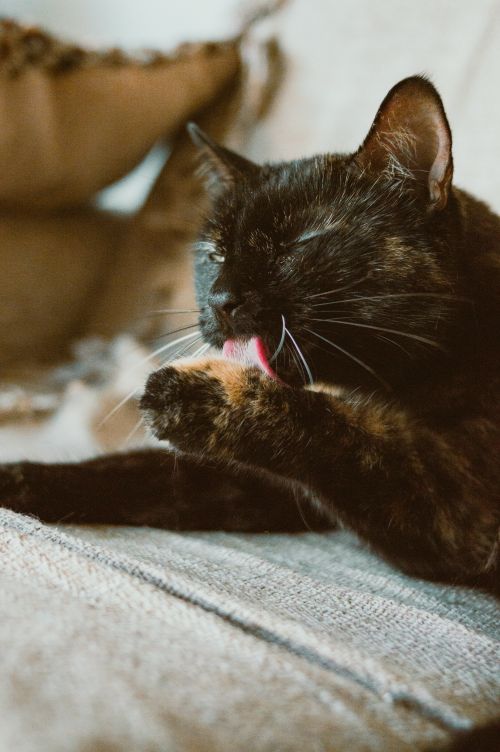 Free Adorable tortoiseshell cat licking its paw while relaxing on a comfortable sofa at home. Stock Photo