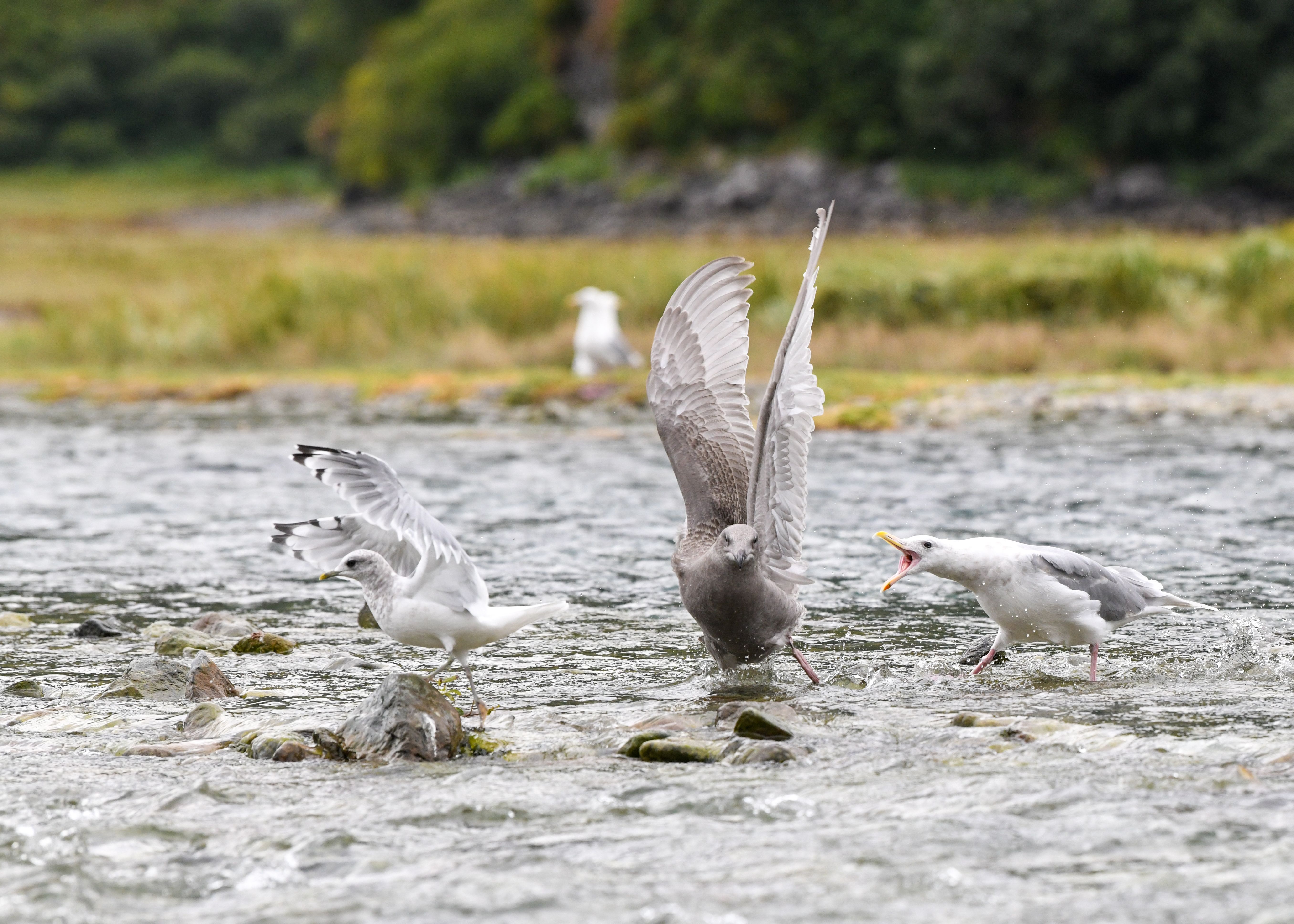 Glaucous-winged gulls interacting in the Alaskan wilderness river.
