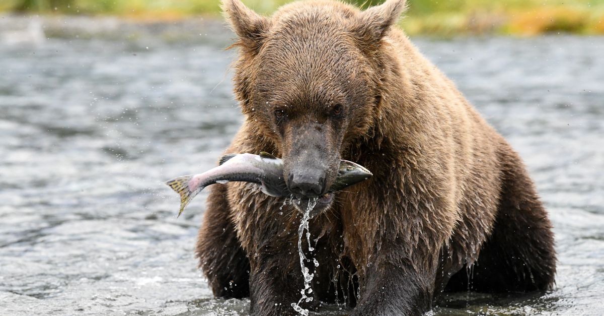 A brown bear skillfully catches a salmon in a river in Alaska's wilderness, showcasing natural hunting behavior.