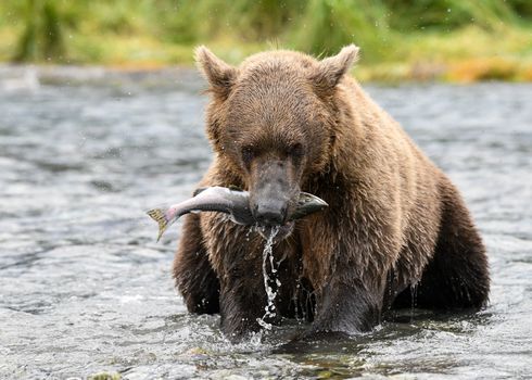 Katmai Brooks Falls bear viewing — Alaska