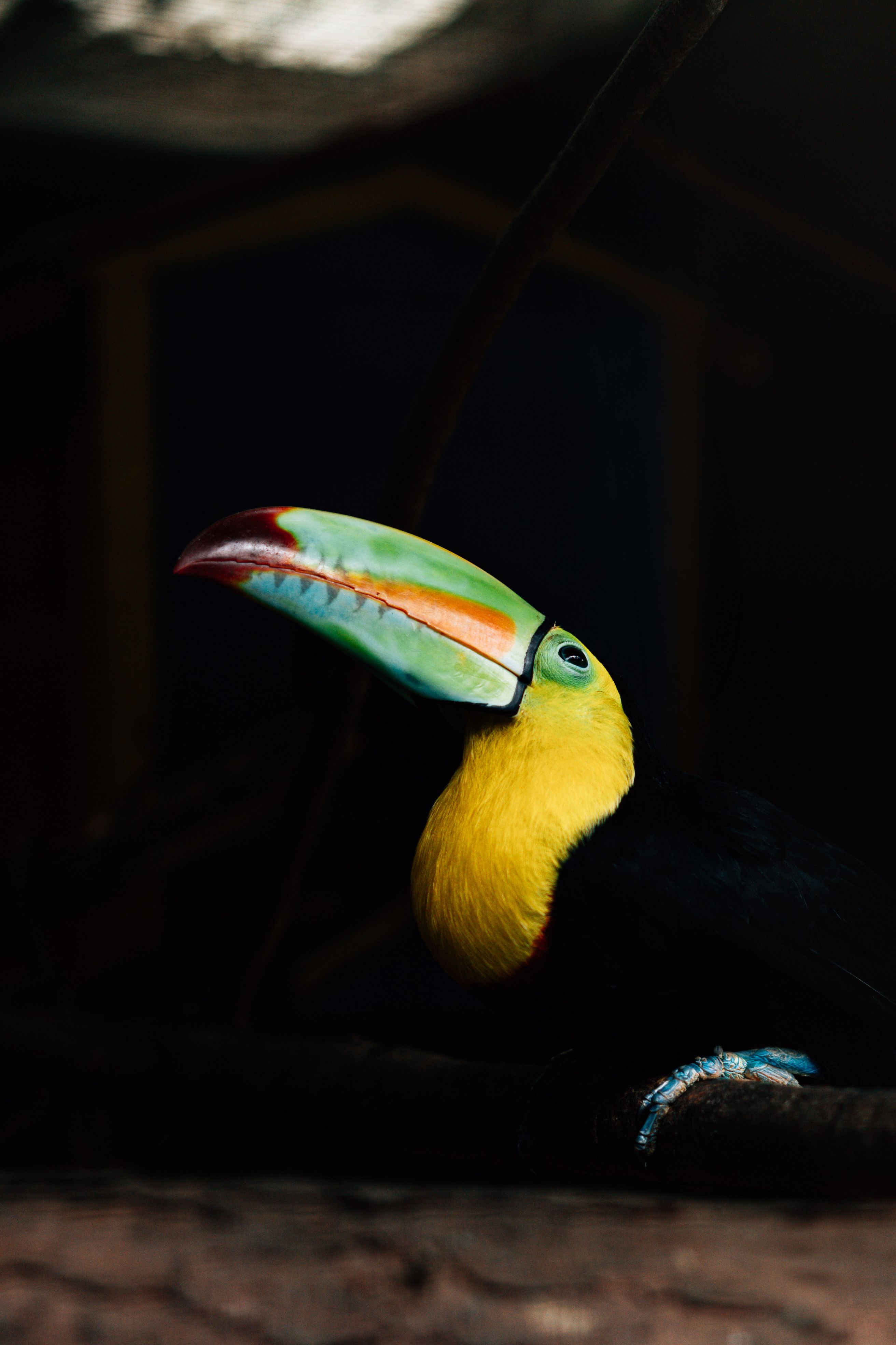 A stunning keel-billed toucan with vibrant colors perched in a dark, natural habitat.