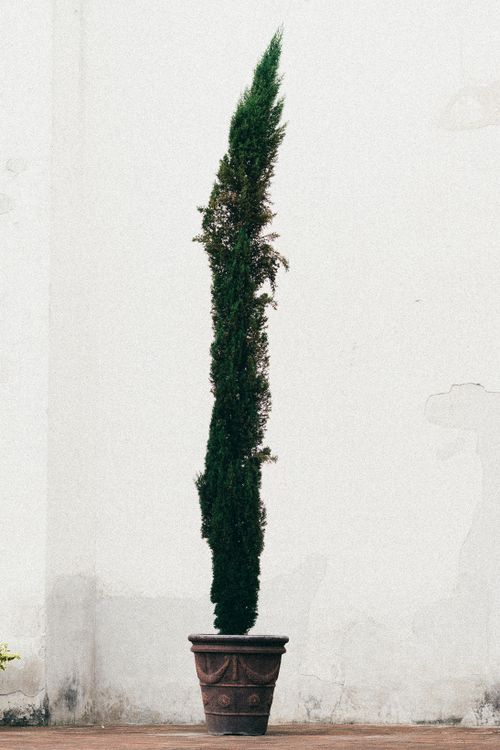 Free Tall, slim, potted plant standing against a plain wall, showcasing minimalist design. Stock Photo
