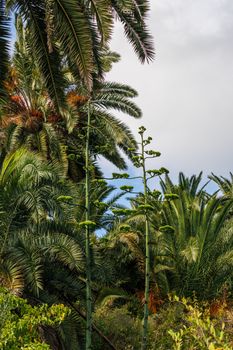Lush green palm trees with clear skies in Canary Islands, Spain.