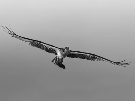 Monochrome image of an osprey soaring with catch in its talons, showcasing dramatic wildlife photography.