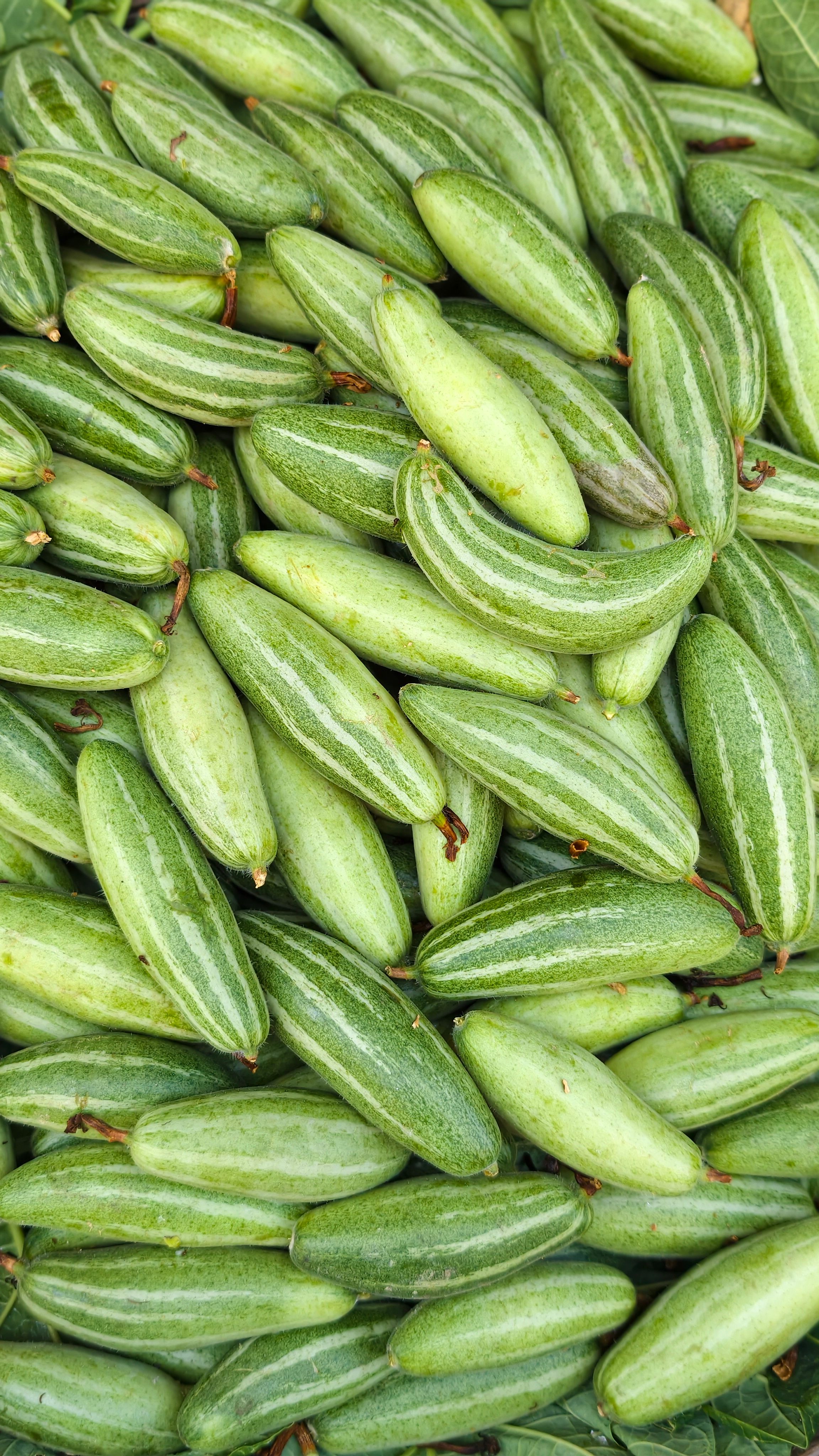 Top view of a vibrant pile of fresh green ivy gourds, ideal for culinary and agricultural themes.
